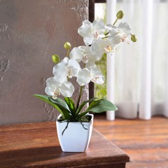Декоративное растение "Орхидея" в горшке, В 40 см