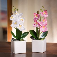 Декоративные растения "Орхидеи" в горшочках, 2 шт.