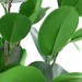 Декоративное растение "Фикус" В 48 см