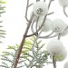 Декоративные ветви "Серебряный шлейф" 3 штуки, высота 40 см
