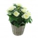 Декоративное растение "Белые розы", высота 37 см