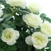 Декоративное растение "Белые розы", высота 37 см
